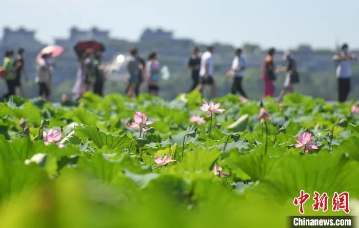 2021年夏，浙江杭州西湖断桥附近的荷花陆续盛开。　王刚 摄