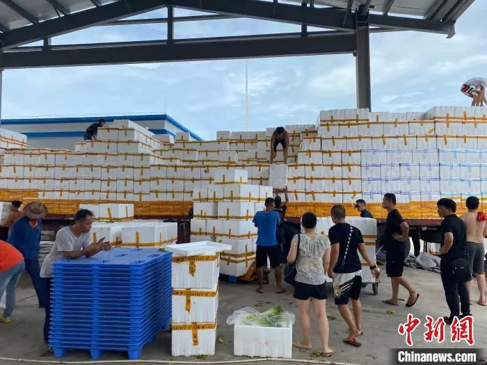 海口市菜篮子江楠农产品批发市场内客商抓紧卸下保供蔬菜。　符宇群 摄