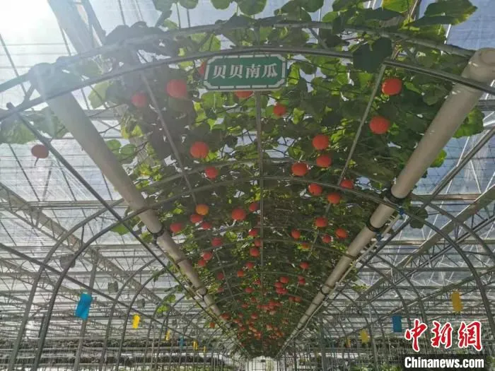 凉山生产的农特产品。　张正伟 摄