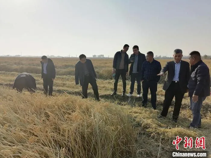 山东临沂市郯城县相关水稻田收割现场。　孙杰 摄