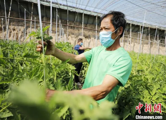 图为固安县牛驼镇霍辛庄村温室大棚内，种植户正对西红柿秧苗进行绑蔓。　门丛硕 摄