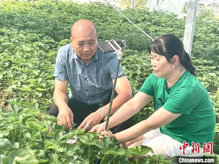 赵建明(左)在草莓园中帮助莓农。　夏云提供