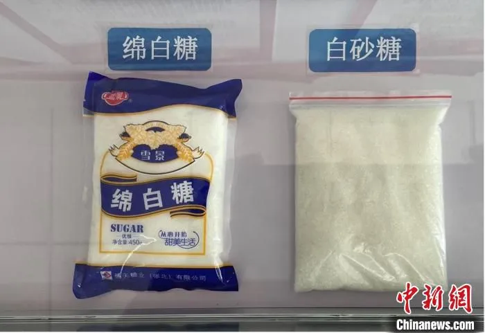 农户种植的甜菜制成的绵白糖与白砂糖 王东宇 摄