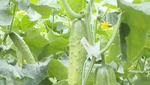 年产值达到1400多万 河南安阳：大棚果蔬产业旺