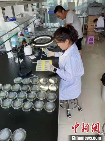 稻瘟病接种验证。　王远征供图