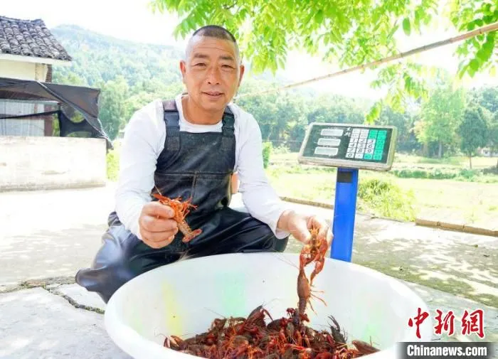 庞肖和挑选小龙虾。　衡欢 摄