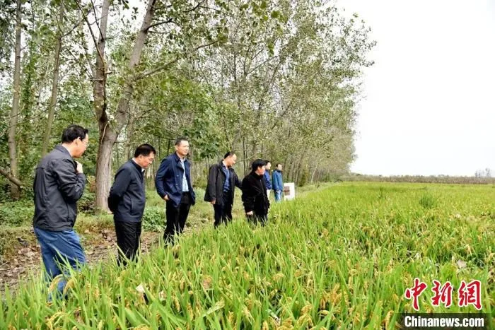 农科院农业专家在王屯村水稻地块考察。　朱志庚 摄