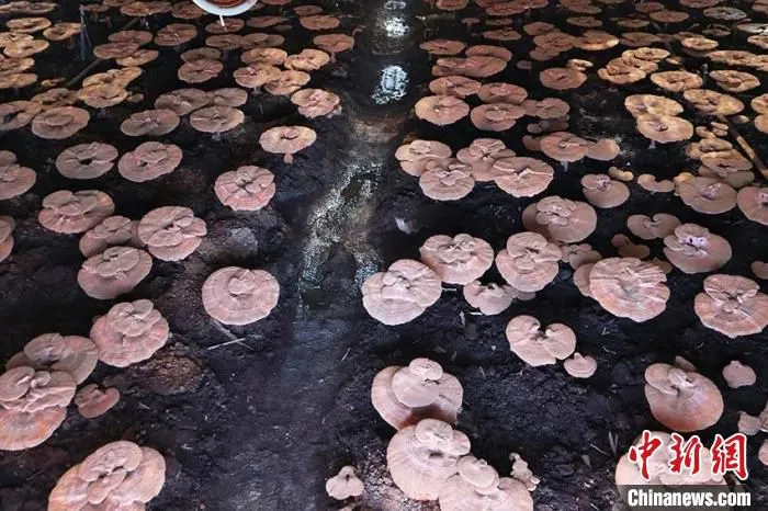 图为灵芝大棚内部 苍雁 摄