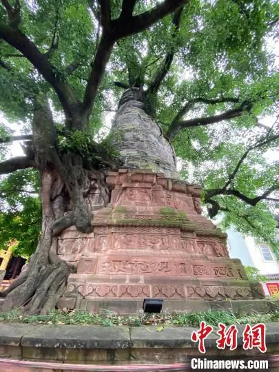 图为景谷勐卧总佛寺景区内的“塔包树”奇观 陈静 摄