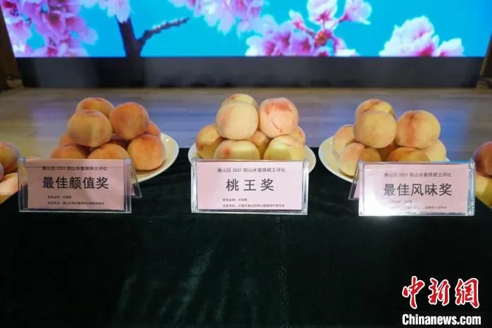 水蜜桃“桃王”评选会结果出炉。　孙权　摄