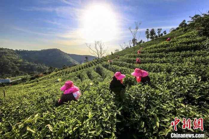 采茶工在采摘安吉白茶 潘学康 摄