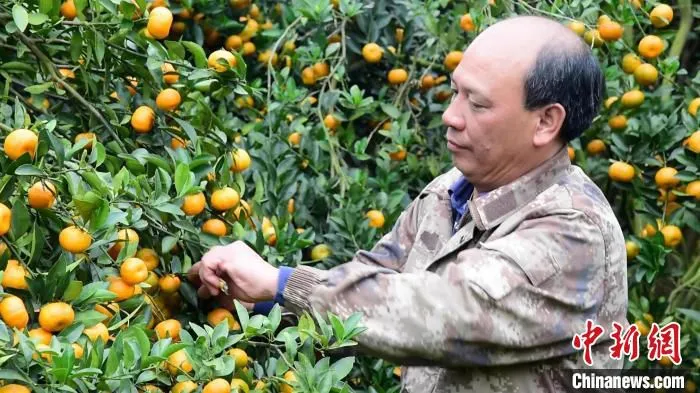 杨亚养在田中摘果。　王以照 摄