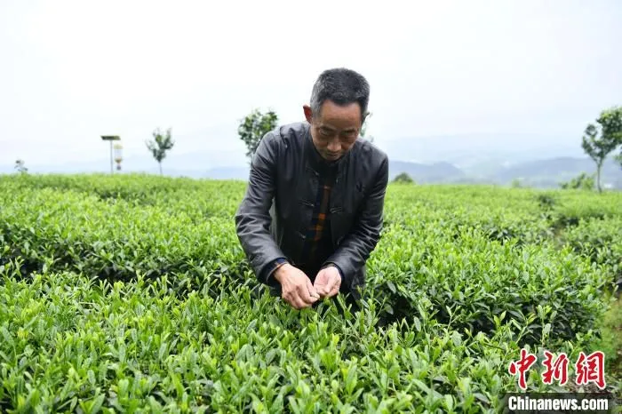 洪雅茶农采茶忙。　张浪 摄