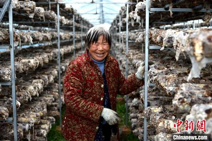 谈起如今的幸福生活，正在采摘香菇的宋阿姨眼睛笑成一条缝。　朱志庚 摄