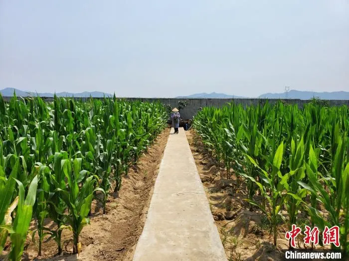 育种科研人员在南繁基地观察玉米株型。　记者王晓斌 摄