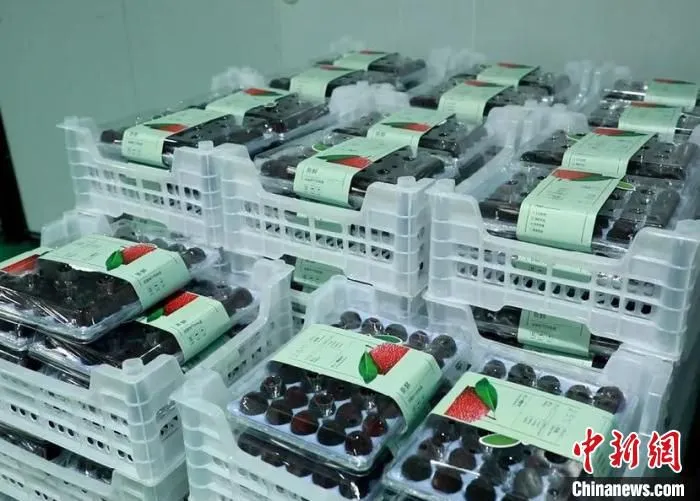 在浙江省金华市援疆指挥部牵线搭桥下，通过先进的冷链技术，金华兰溪杨梅首批发往新疆。　 蒋宇欣 摄
