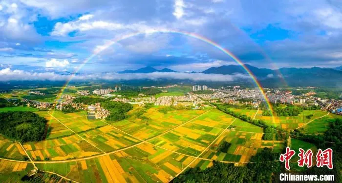 广州市增城区朱村丝苗米种植基地 广州市增城区委宣传部 供图