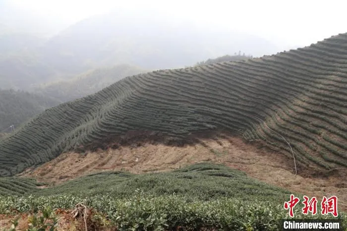 高山茶园安装的轨道运输机轨道。　广西农机中心供图