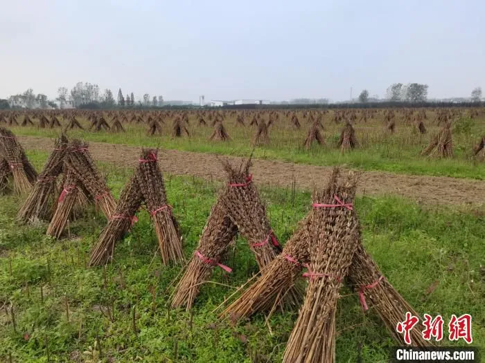 图为河南省平舆县芝麻地。(资料图) 李贵刚 摄