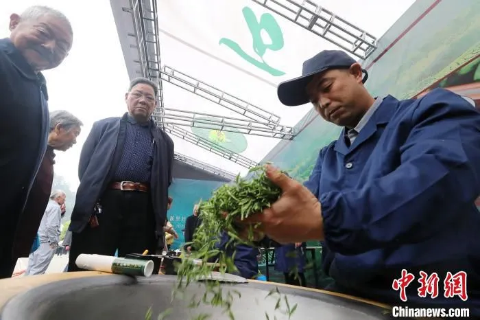 2021遂昌县高山名茶问茶节活动现场。　章建辉 摄