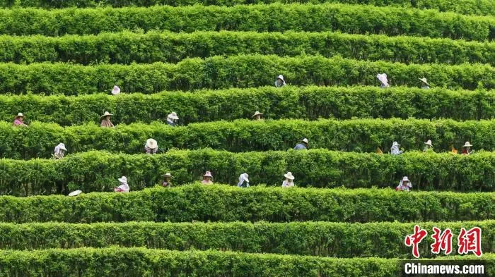 茶农正在采摘茶叶 广东省林业局 供图