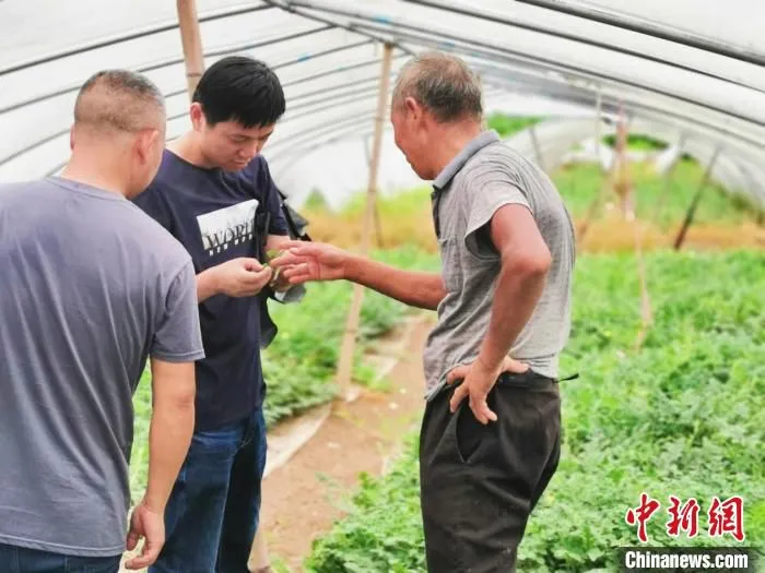 农技专家走访临海西瓜农户开展农业防台指导。　张亚莉 摄