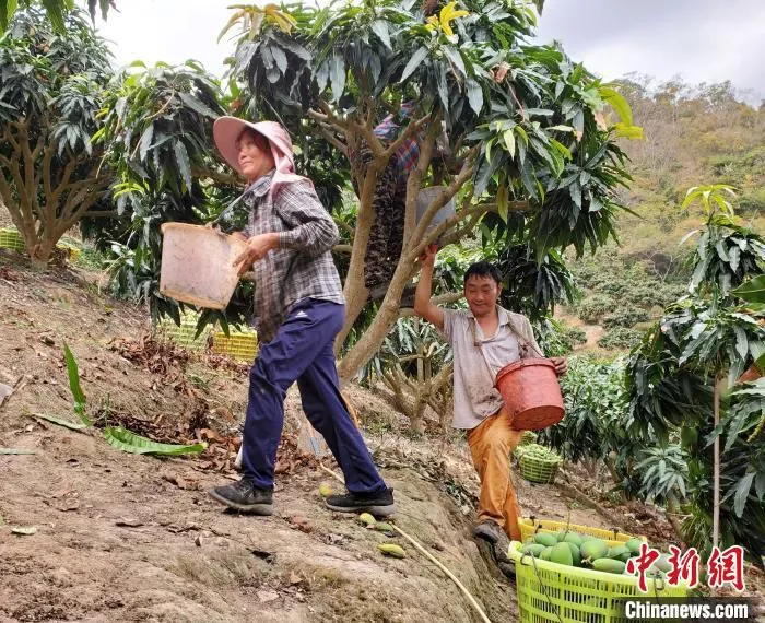 工人在芒果园采收芒果。　记者王晓斌 摄
