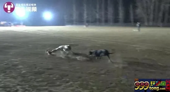 残忍！记者深入揭秘血腥“细狗猎兔”赌场