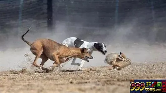 残忍！记者深入揭秘血腥“细狗猎兔”赌场