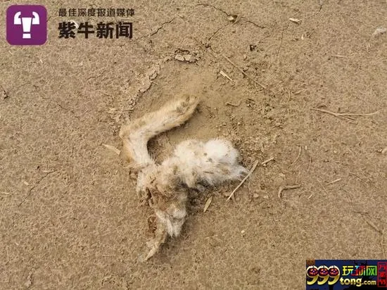 残忍！记者深入揭秘血腥“细狗猎兔”赌场