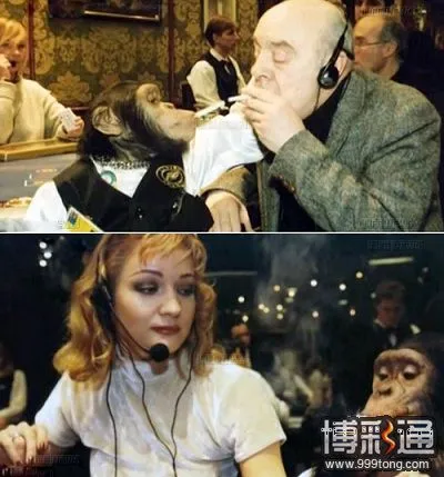 赌场吉祥物黑猩猩染恶习被劳教