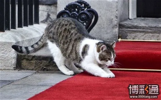 博彩公司：卡梅伦被逐出首相府赔率低于宠物猫