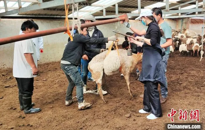 资料图为青海省畜牧兽医科学院欧拉羊团队正在进行调研。　青海省畜牧兽医科学院供图
