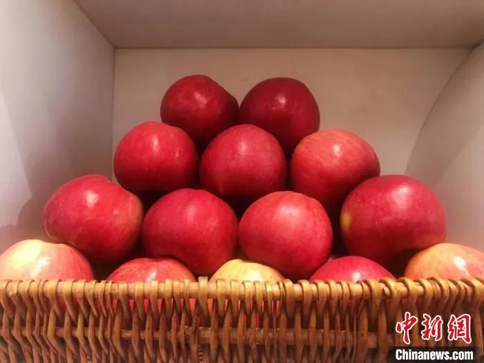 运城地处北纬37度，位于世界公认的苹果生产“黄金带”。　李庭耀 摄