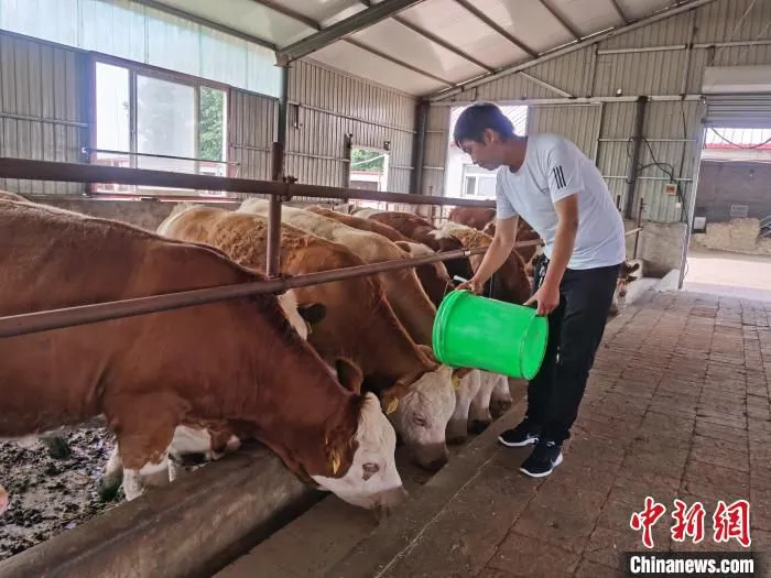图为曹艳哲在给牛添料。　张晋一 摄