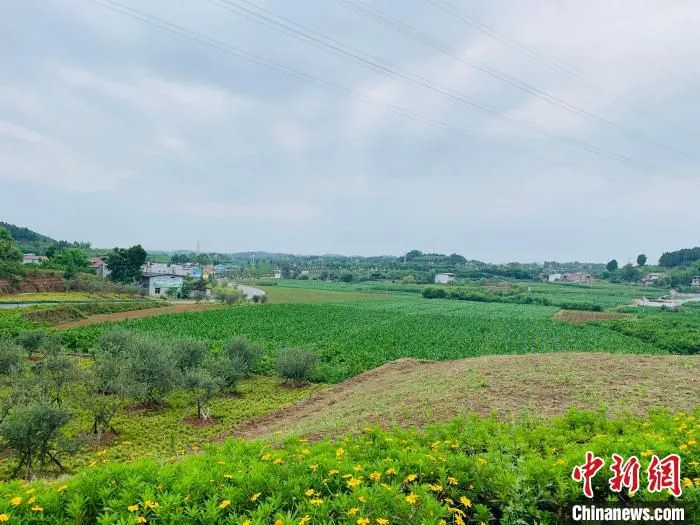 四川平泉镇荷桥村种植菜地