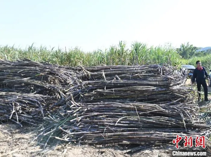 图为成捆刚收割的甘蔗堆放在田头 林浩 摄