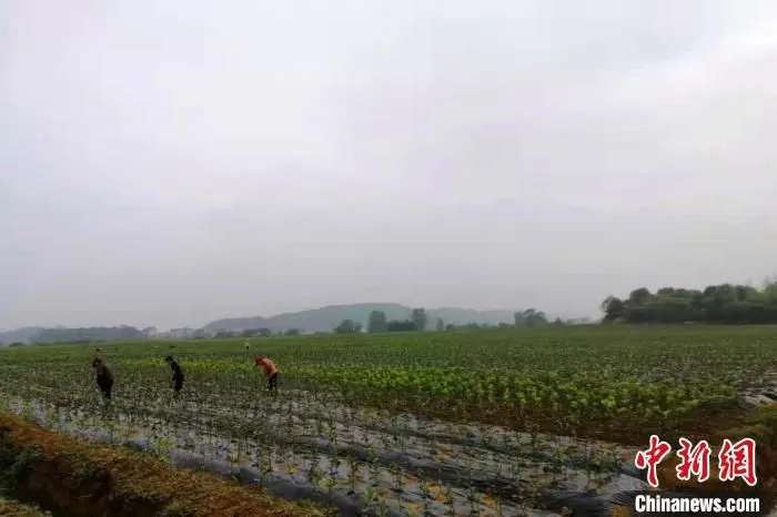 图为村民在新桥村柑橘种植基地“兼职”上班。(资料图) 江西上高官方供图