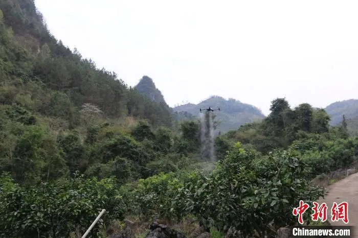 在贵州荔波，植保无人机为果园施肥。　何银树 摄