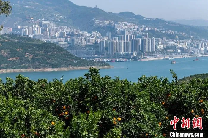 图为长江奉节段两岸的橘林。　何蓬磊 摄