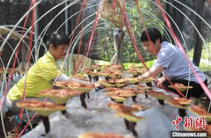 旌德灵芝种植基地。　江建兴 摄