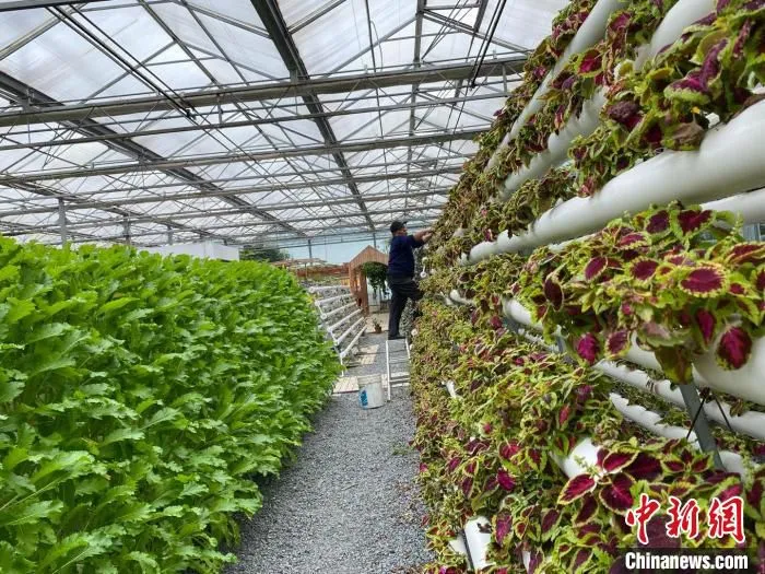 工人正在检查植物长势情况 李典 摄