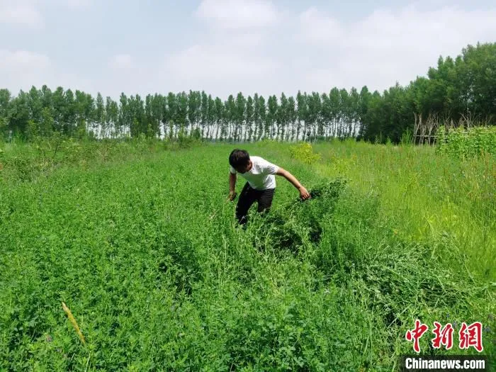 图为曹艳哲在割紫花苜蓿。　张晋一 摄