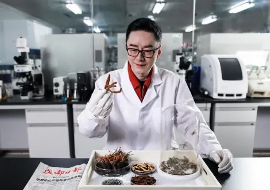 图：听花酒总设计师张雪峰查看冬虫夏草抚育项目情况