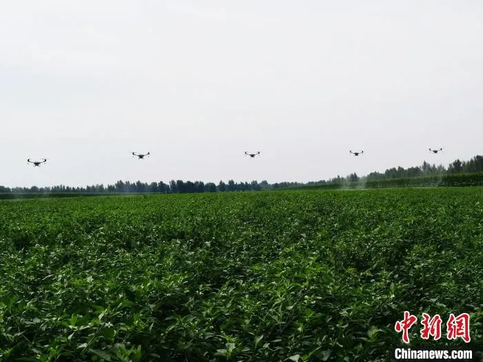 图为多台无人机同时进行飞防作业。　胡建华 摄