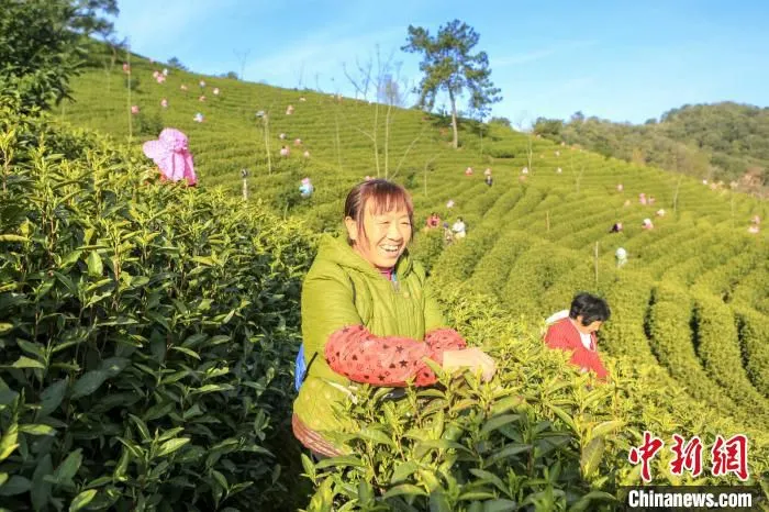 采茶工在茶园里 潘学康 摄