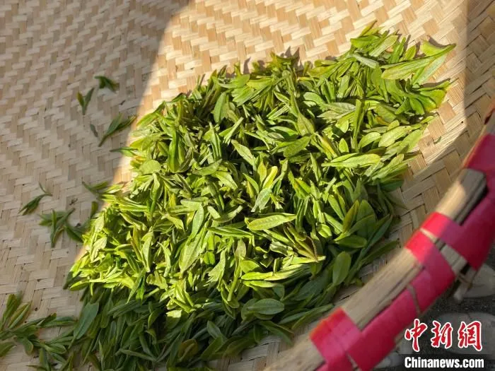 西湖龙井茶鲜叶(资料图)。　钱晨菲 摄