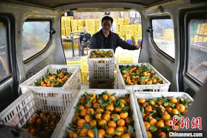 大量的农场职工依靠种植蜜桔致富。　王以照 摄