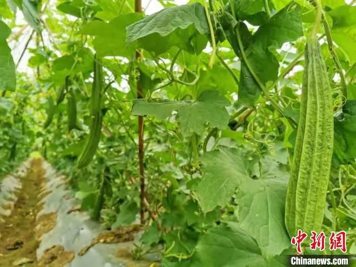 花点大肉丝瓜 李晓春 摄