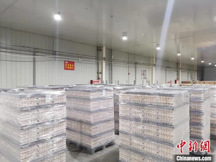 山西省石楼县金鸡产业园区，鸡蛋卖到“北上广”等一线城市。　高瑞峰 摄